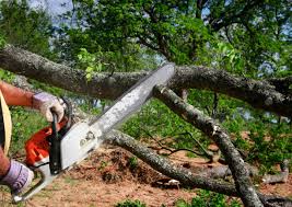 Best Tree Fertilization  in Bokeelia, FL