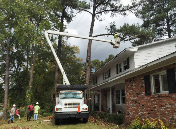 Best Tree Trimming and Pruning  in Bokeelia, FL