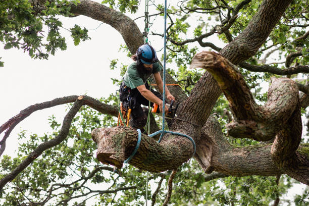 Best Commercial Tree Services  in Bokeelia, FL