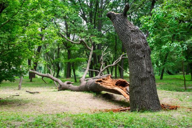 Best Seasonal Cleanup (Spring/Fall)  in Bokeelia, FL