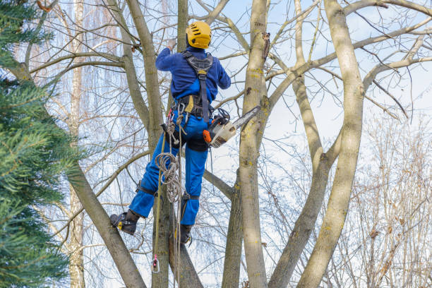 Best Tree Maintenance Programs  in Bokeelia, FL