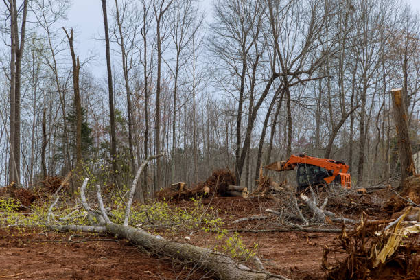 Best Utility Line Clearance  in Bokeelia, FL