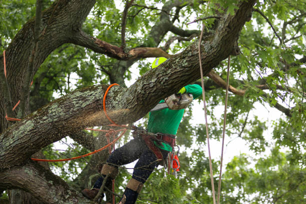 Best Root Management and Removal  in Bokeelia, FL