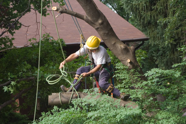 Best Hazardous Tree Removal  in Bokeelia, FL