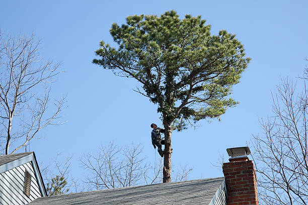 Best Tree Removal  in Bokeelia, FL